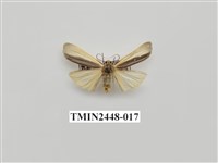 藏品(雙分苔蛾)的圖片